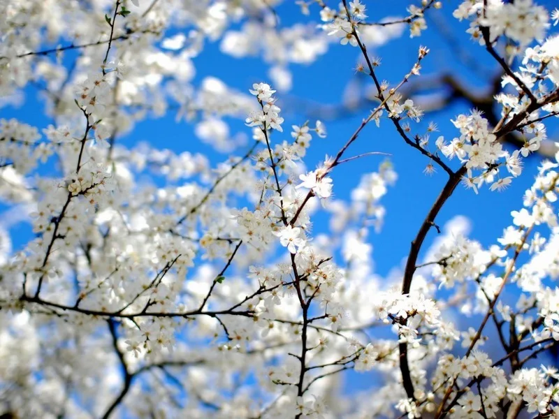 Опади паралізували запилення садів, втрати урожаю можуть сягнути до 40% - експерт