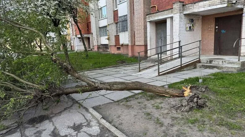 Буревій у Львові та Івано-Франківську повалив дерева