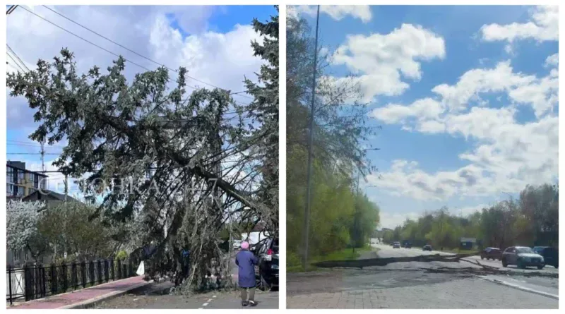 Негода на Львівщині - повалено дерева, десятки сіл без світла