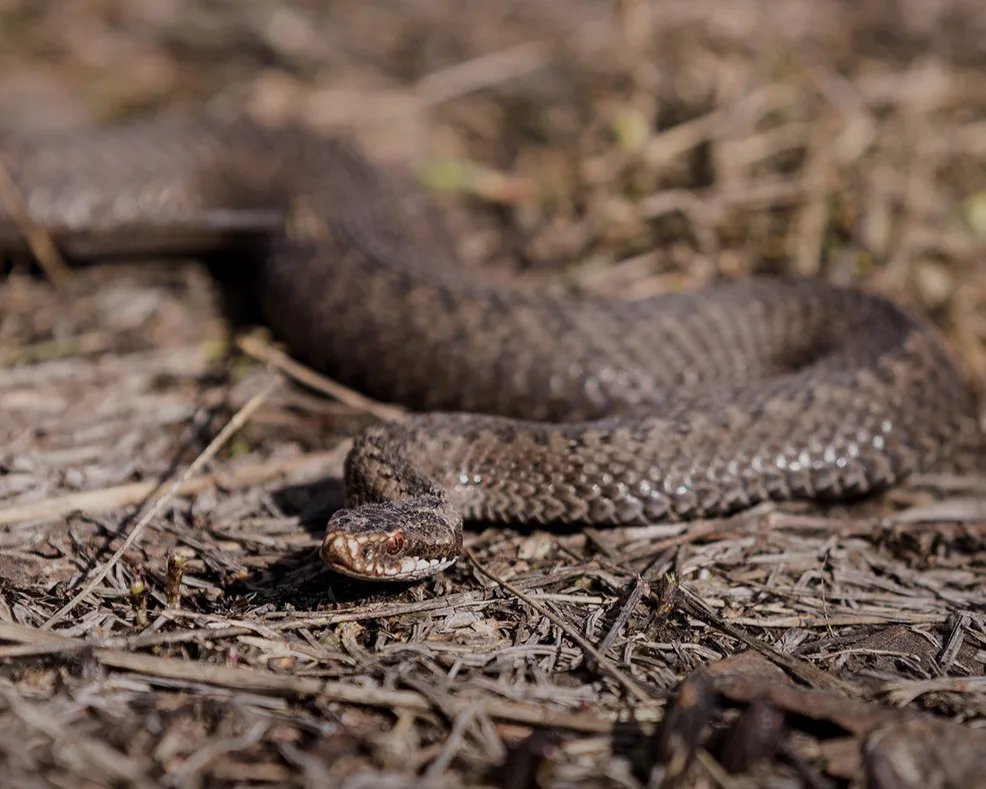 В Україні розпочався сезон активності змій - які з них є отруйними