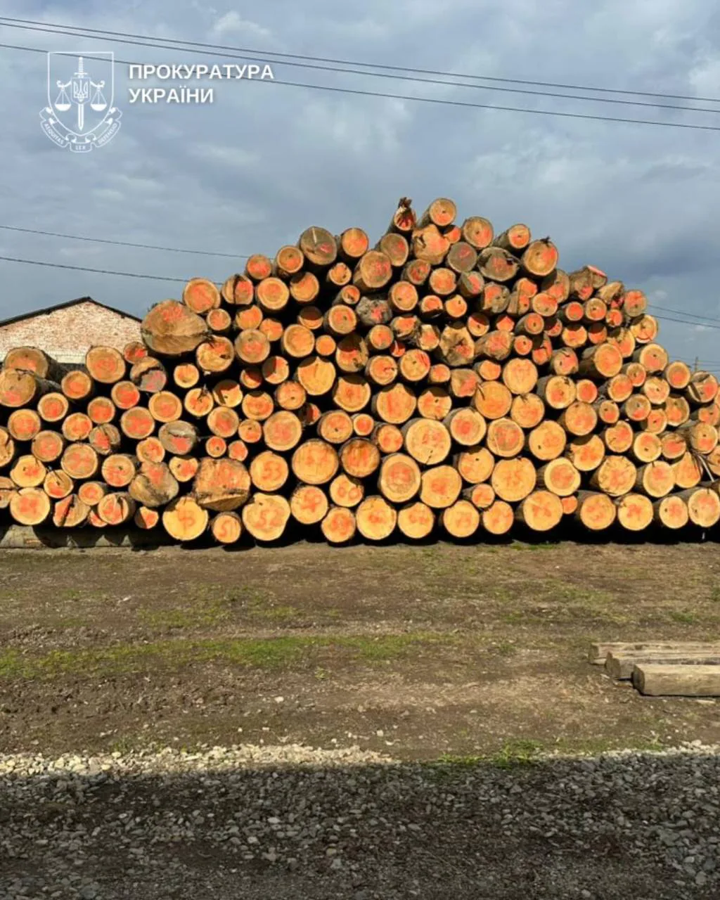 Shadow Timber Export to Moldova Blocked in Bukovyna: 26 Searches and 10 Million in Cash