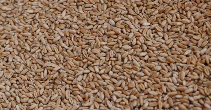 Україна вимагає припинити торгівлю вкраденим зерном - МЗС