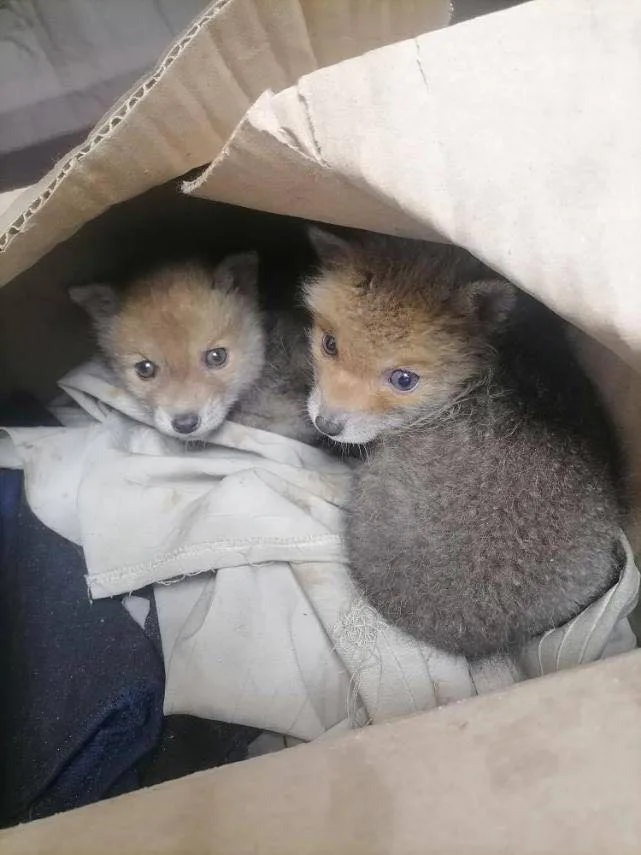 У Харківській області на територію підприємства підкинули коробку з лисенятами