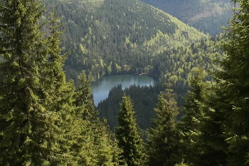 Зеленський анонсував кадрові рішення у держкомпанії "Ліси України"