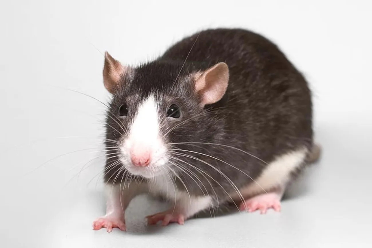 Pet rats: what you need to know before getting an intelligent rodent | УНН