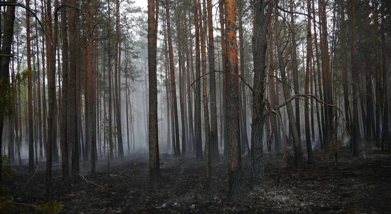 Large-scale fire in Polissya Nature Reserve localized at 500 hectares ...