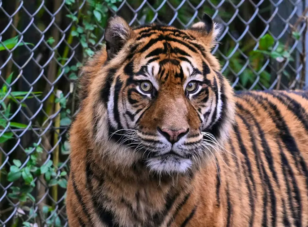 Tiger shot dead in Germany after escaping enclosure and attacking a person