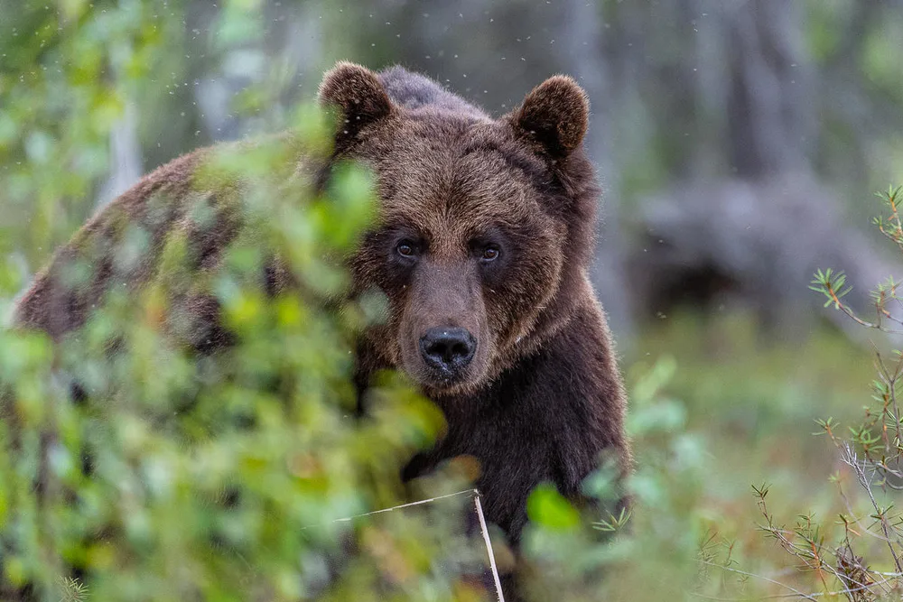 Bear kills man near the Bulgarian capital