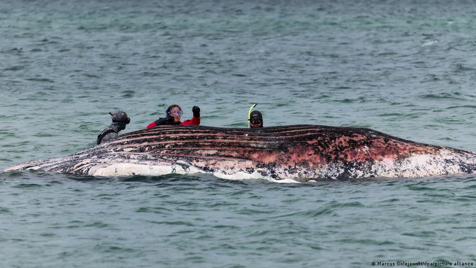 The carcass of Timmy the whale off the coast of Denmark could explode at any moment – expert