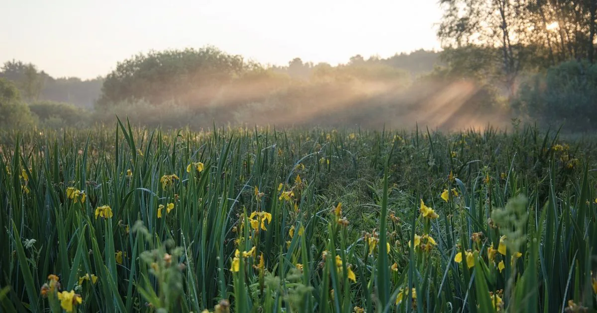 Sunny weather will prevail in Ukraine on June 2, with occasional rain in some areas