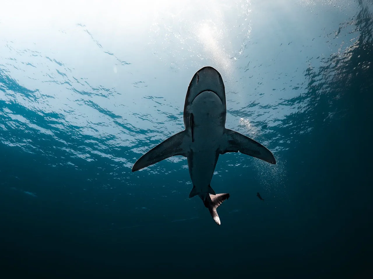 Man dies after shark attack in Western Australia – media