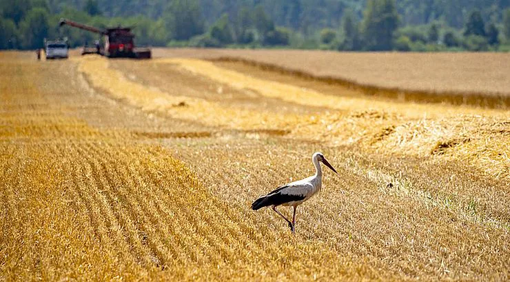 Harvest season has started in Ukraine: the harvest is expected to reach 81–83 million tons