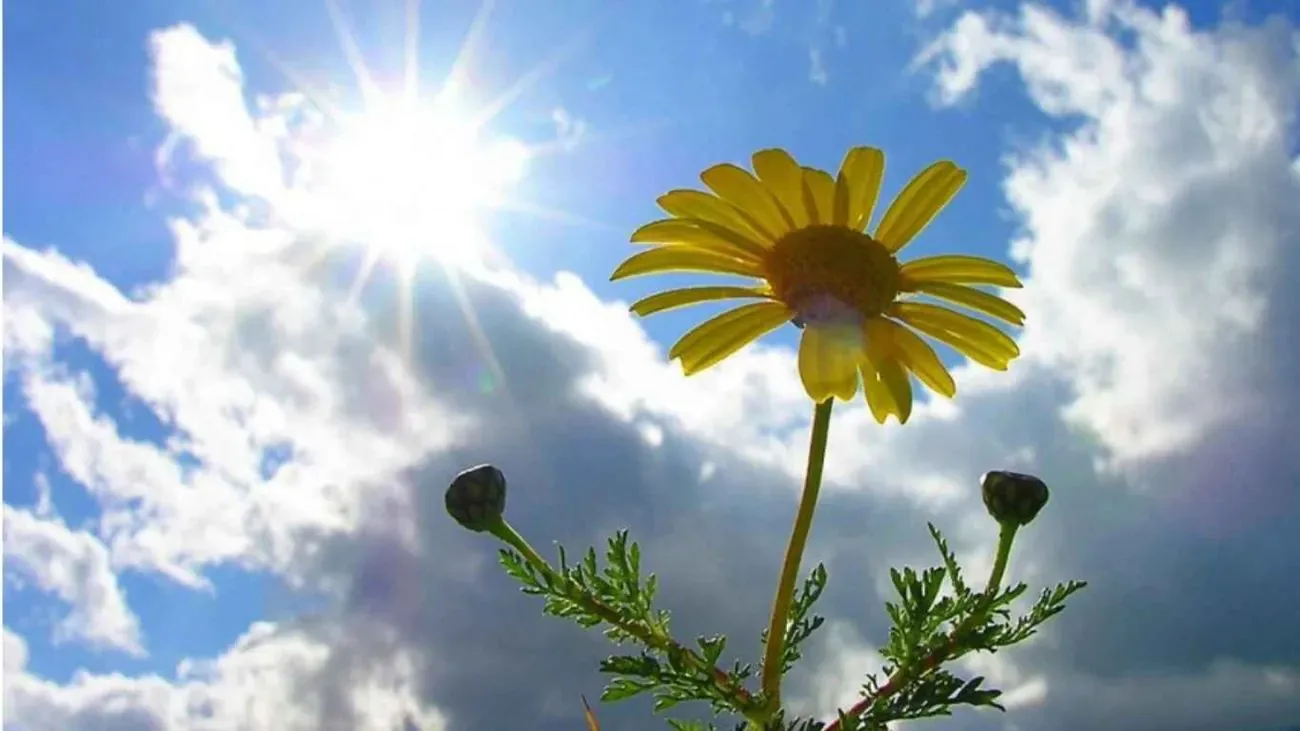 Ukraine is expecting intense heat this weekend, temperatures will rise to +35 degrees