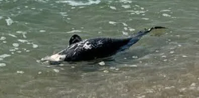New cases of dolphin deaths detected in Odesa region