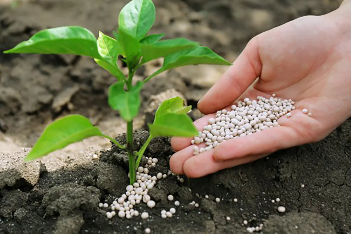 Fertilizer production is a strategic link between the agricultural sector, energy, and the reconstruction of Ukraine - Alexander Muzhel