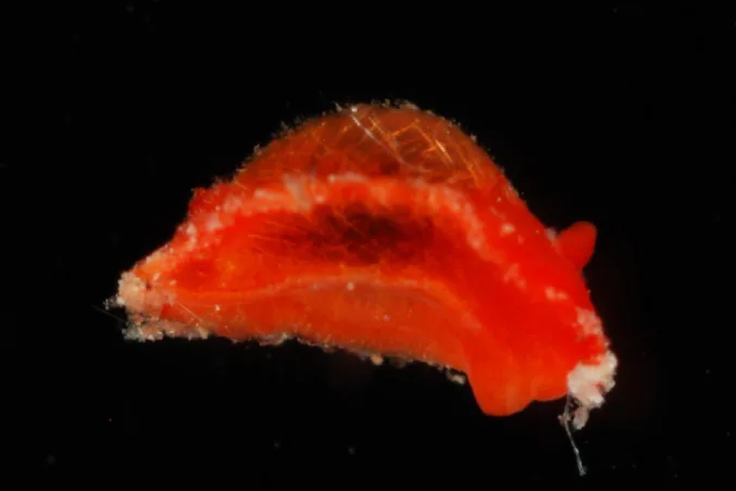 Aldisa vozinha