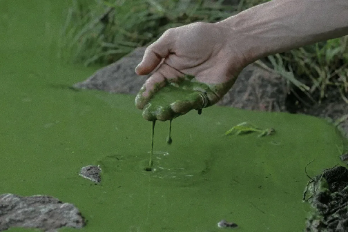 Water in the Volga in Samara has become toxic green due to cyanobacteria - the SZR stated that Putin's eco-project has failed