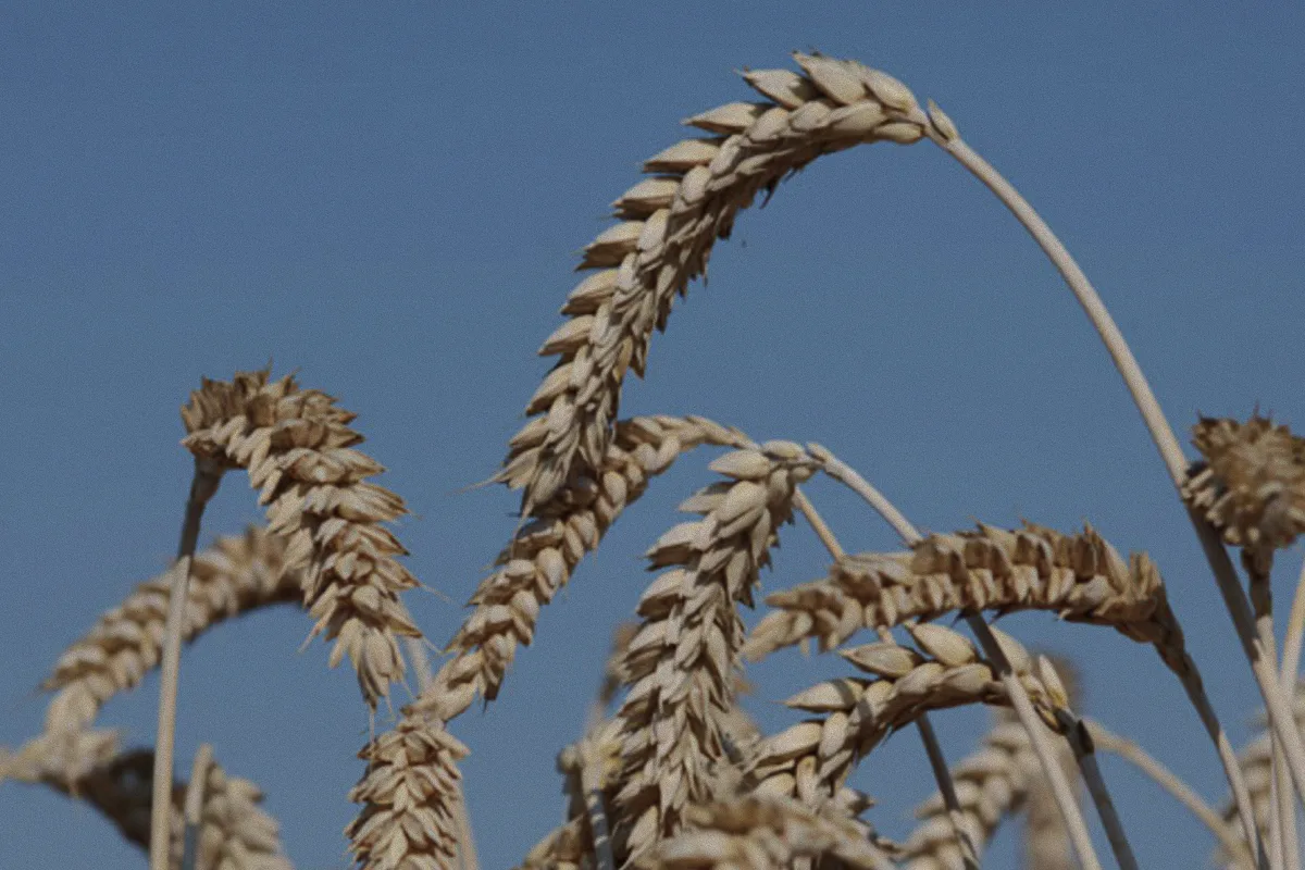 Russia will become a "field" for Tajikistan: farmers want to grow oilseeds there