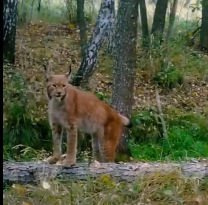 A rare lynx was recorded in the Chornobyl Reserve – the video appeared online