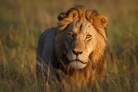 In Poltava region, a lion injured a young child: police are investigating the circumstances of the incident