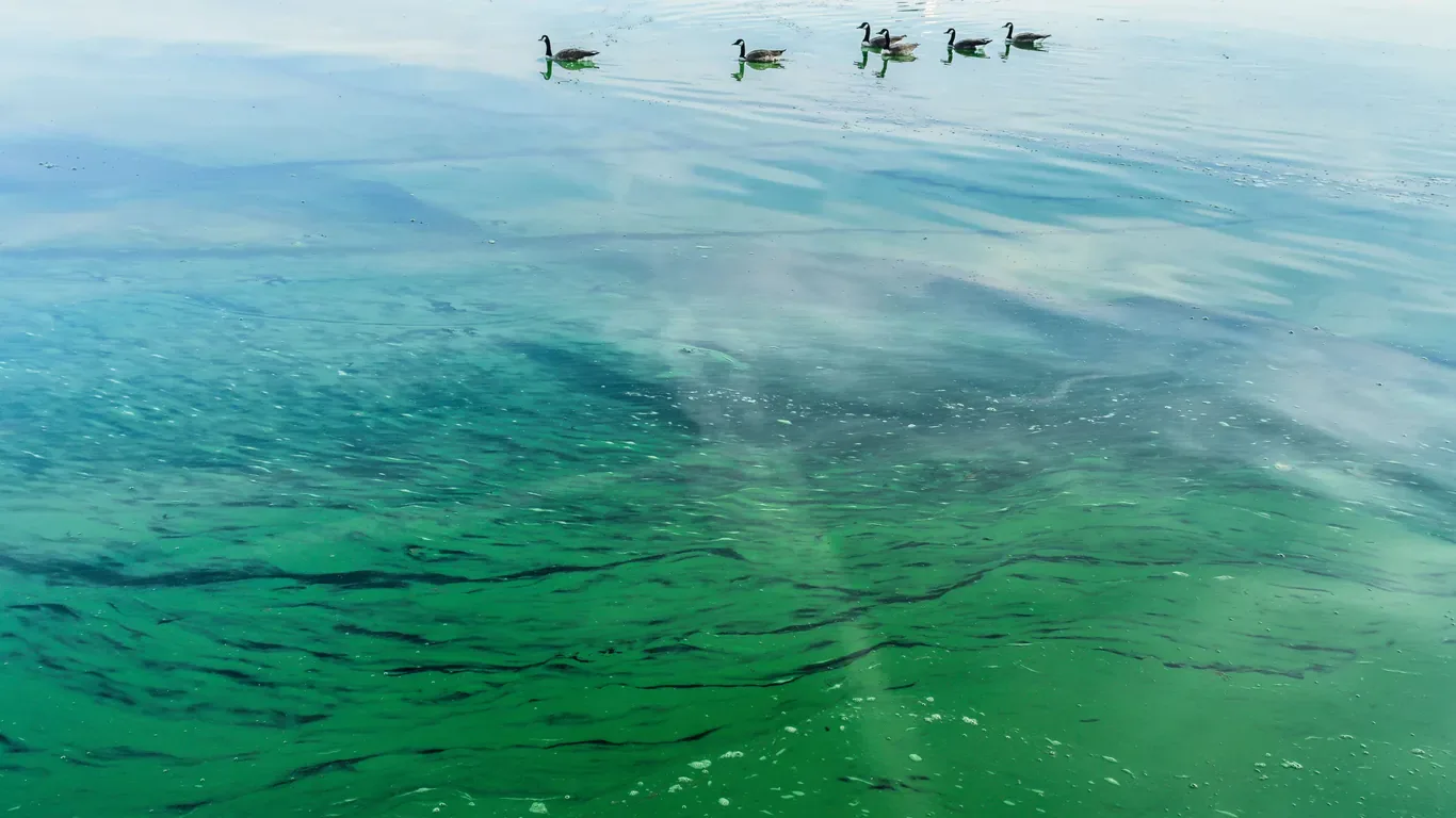 Toxic algae have appeared along the Baltic Sea coast in Germany and Poland; authorities warn of the dangers of swimming
