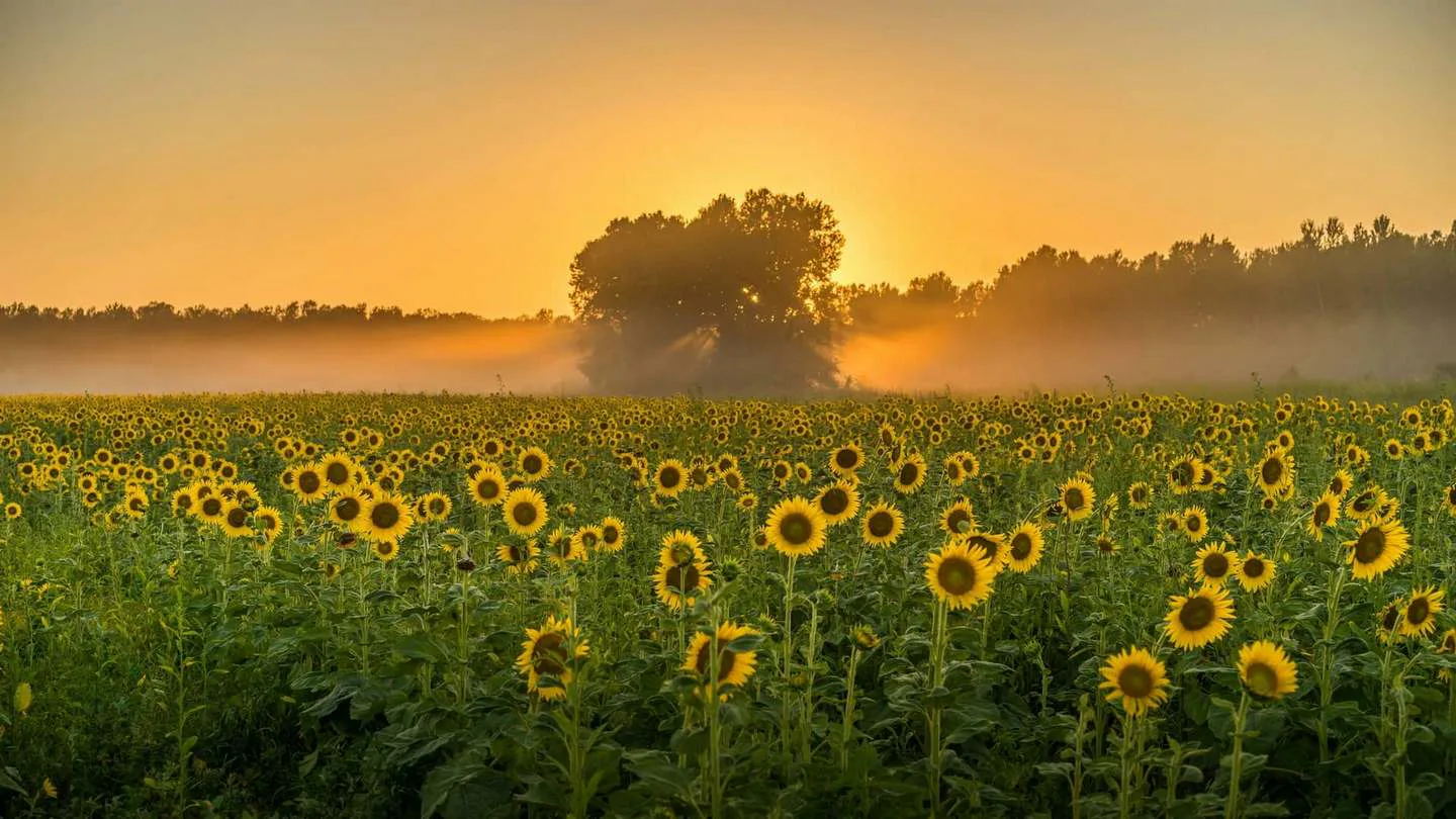 The heat in Ukraine will retreat as early as tomorrow due to a cold atmospheric front, with temperatures dropping to +21…+26°C