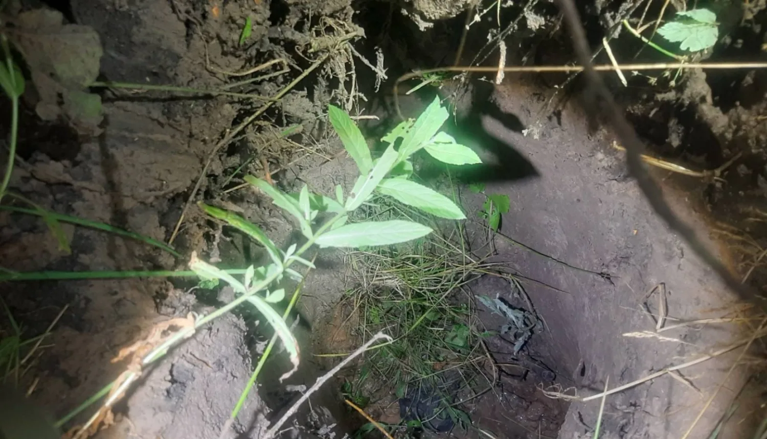 Latvian border guards discovered an underground tunnel on the border with Belarus - 15 illegal migrants detained