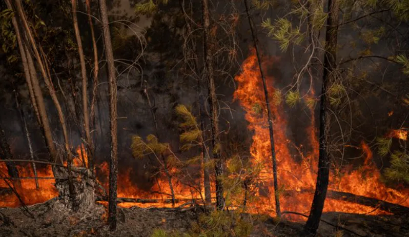 Belgium has faced the largest forest fire in the history of recorded observations