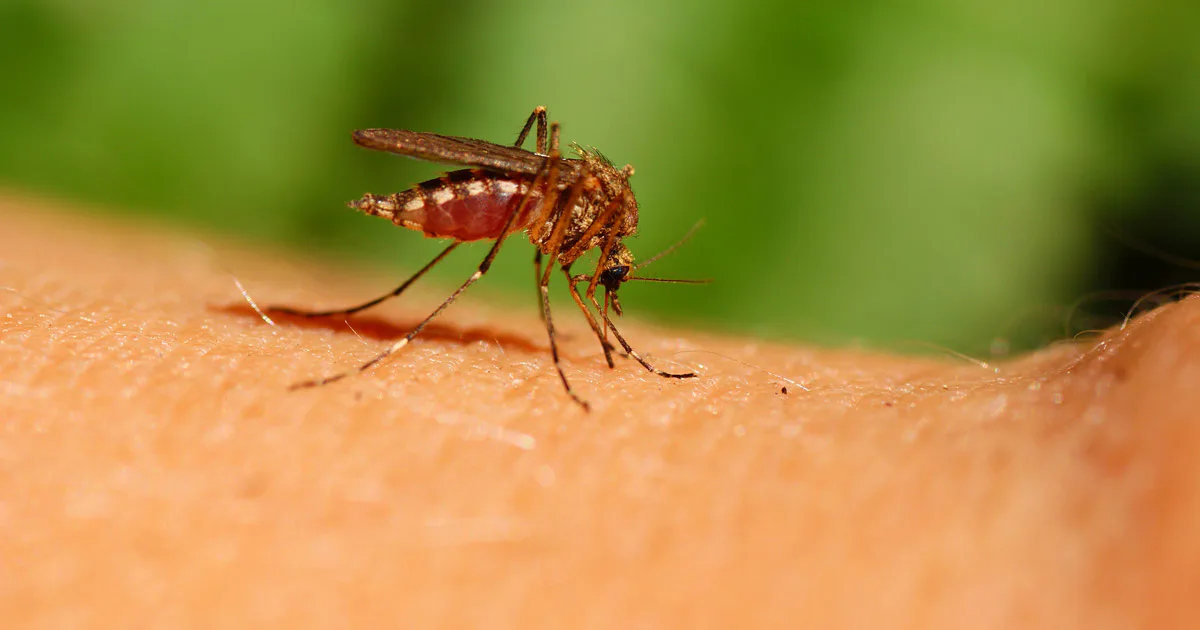 Four people have died from West Nile fever in North Macedonia