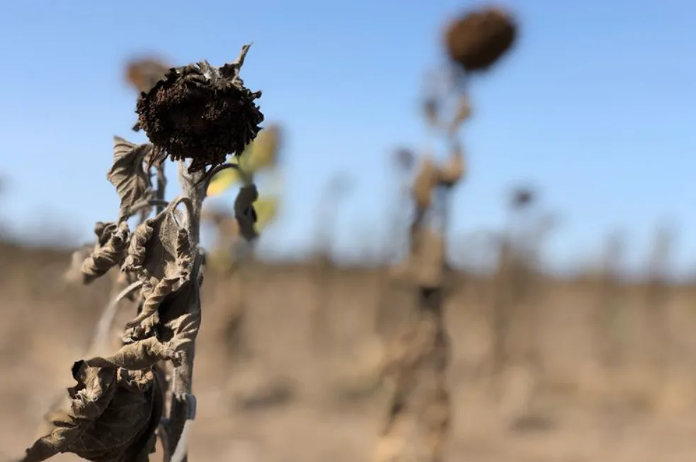 Central American countries declare a state of emergency over severe drought
