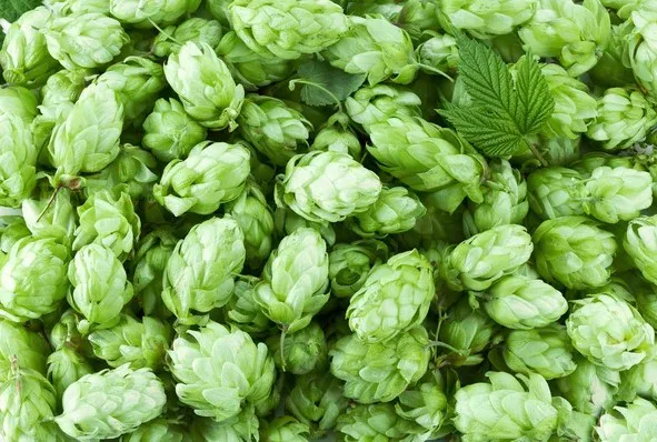 A nearly 25% drop in the hop harvest is forecast in the Czech Republic due to drought