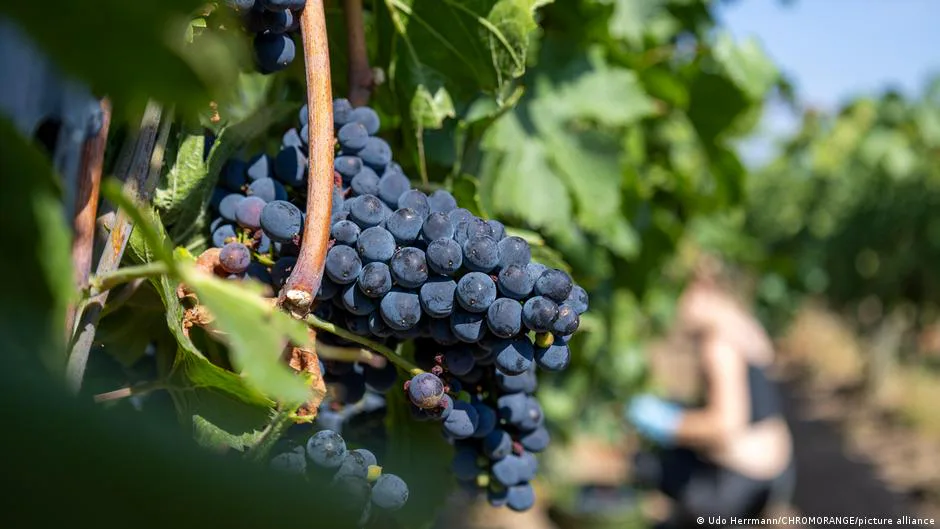 Germany’s Grape Harvest Drops as Heatwave Speeds Up Ripening