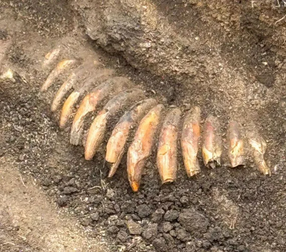 In Poland, a nearly 5,000-year-old grave containing 2 human heads and a necklace made of 42 teeth was found