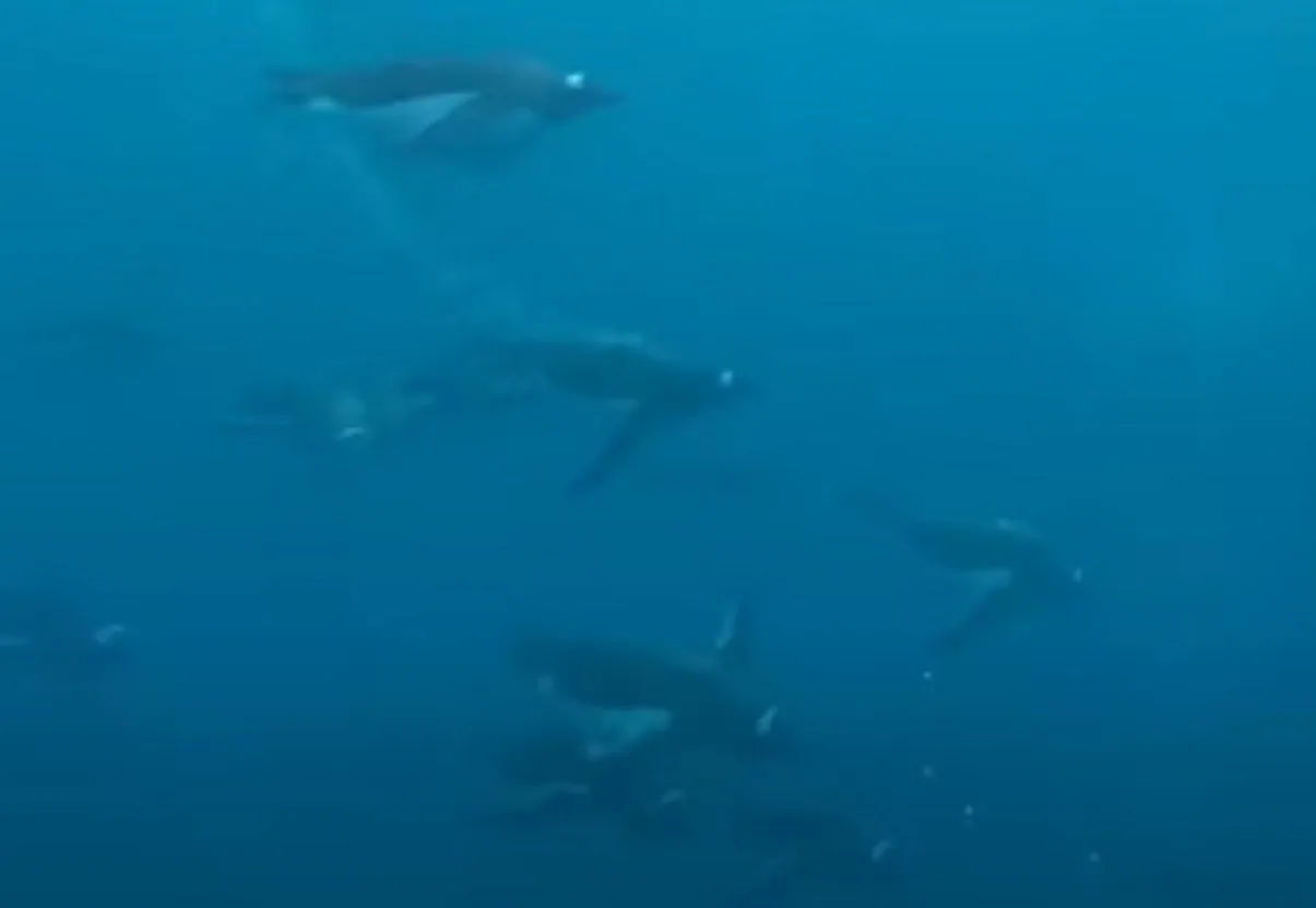 Ukrainian polar researchers showed how penguins "fly"