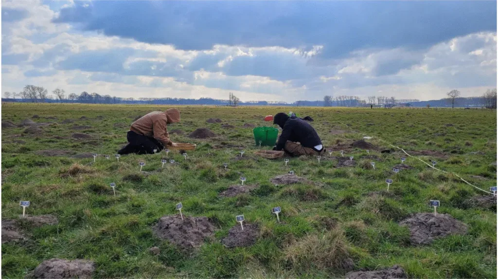 In Belgium, an 800-year-old medieval structure was discovered with the help of moles