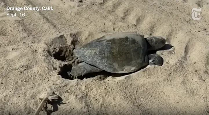 Climate change is "driving" tropical animals northward — another species has been spotted in an unusual location