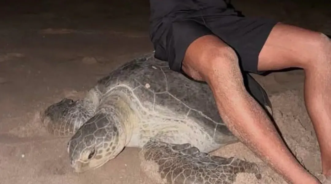 In Oman, tourists sat on a sea turtle that was trying to crawl to the water — the reaction was swift