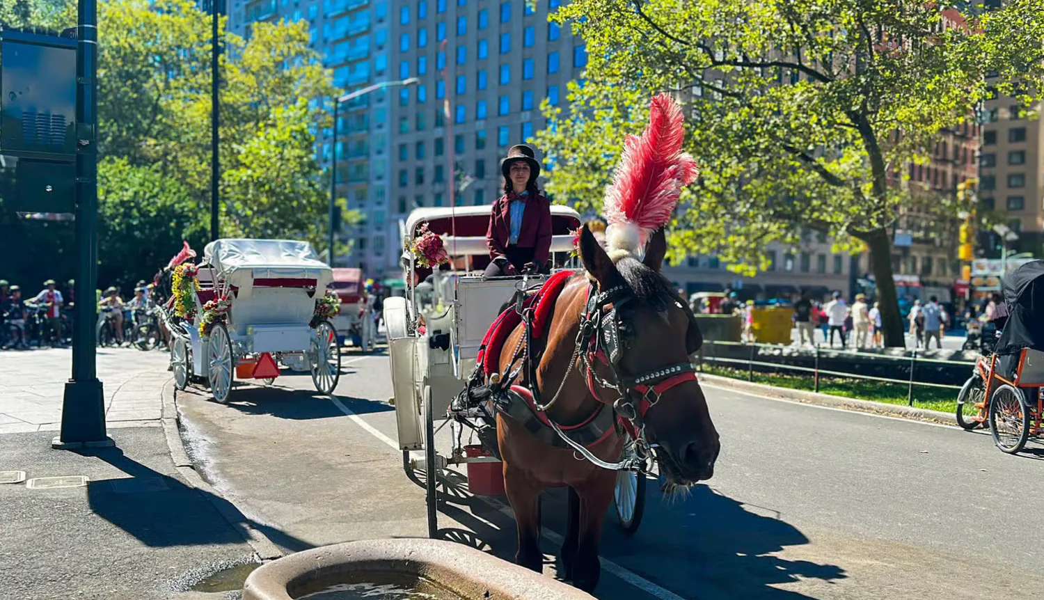 New York Seeks to Ban Horse-Drawn Carriages