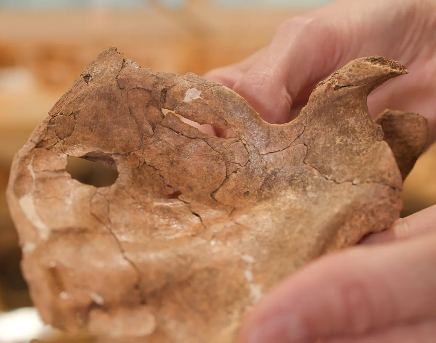 Died more than 70,000 years ago – an unusual burial and the remains of a Neanderthal bearing signs of murder were discovered in Iraq