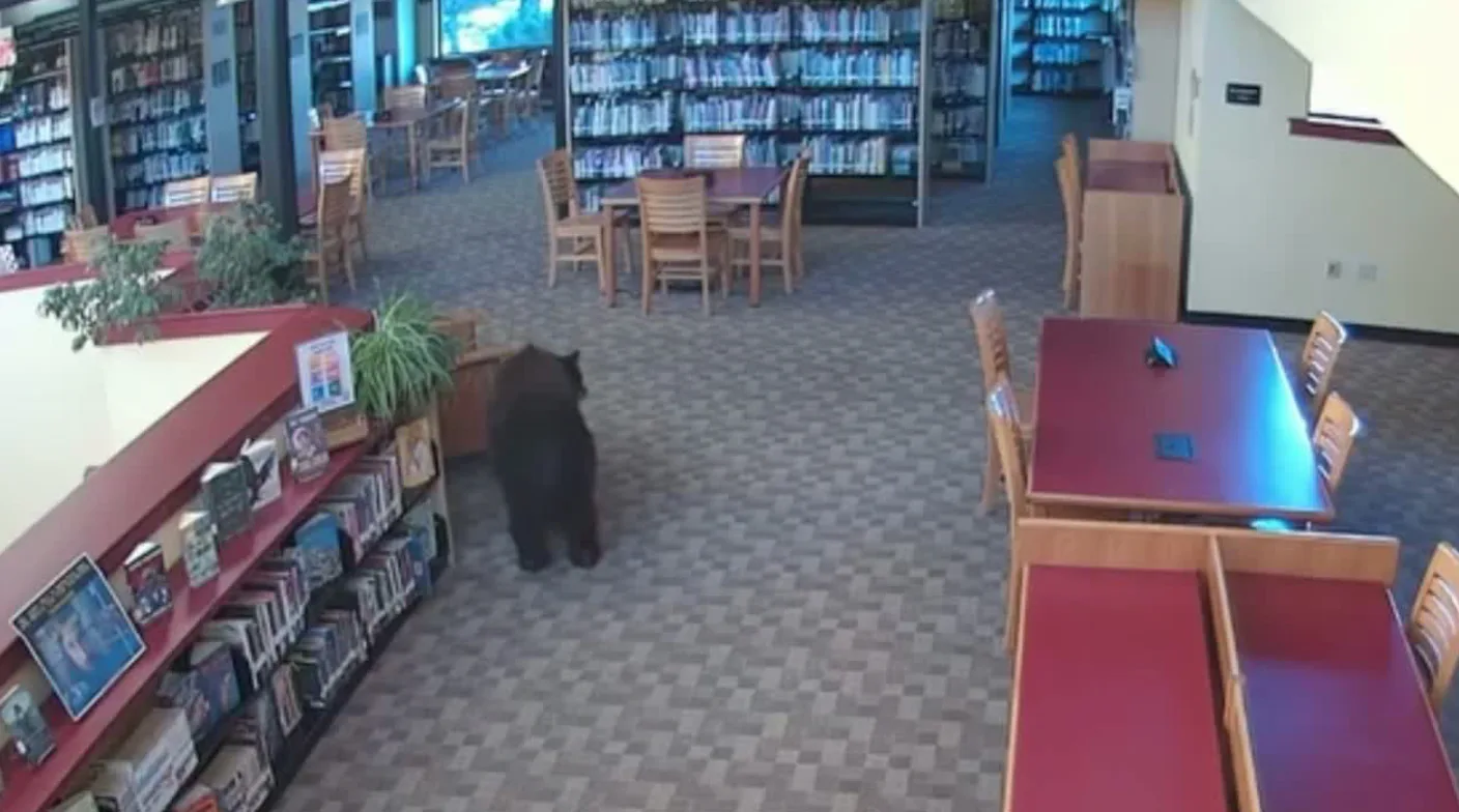 A black bear "dropped by" a library in the U.S.—enjoyed snacks and ate a jar of honey